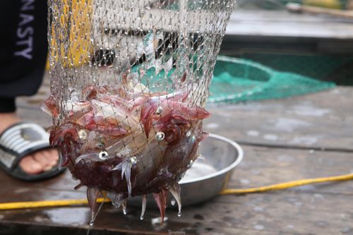 Mực nhảy nổi tiếng Hà Tĩnh hút khách, cuối tuần không đủ hàng để bán