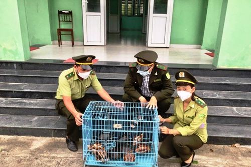 Trung tâm bảo tồn thiên nhiên bị trộm 2 động vật quý hiếm