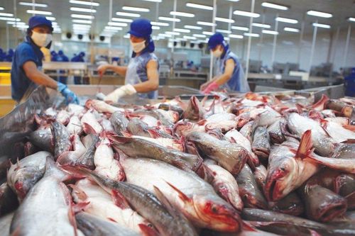 Cá tra Nam Việt dự lãi tăng vọt nhờ mở rộng thị trường sang Mỹ