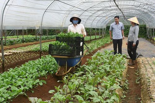 Sửa Luật để kinh tế HTX bứt lên