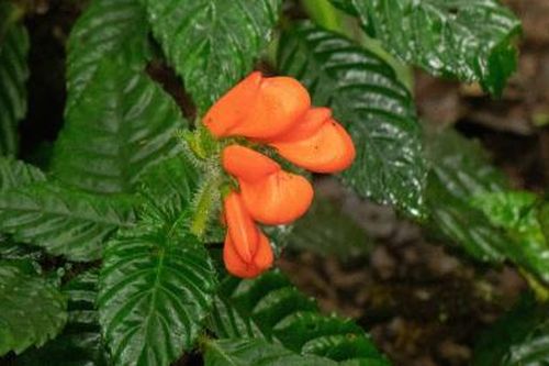 Loài hoa bị tuyệt chủng 40 năm tái xuất tại Ecuador
