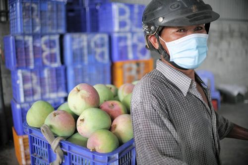 Thủ phủ xoài Úc ở Nam Trung Bộ lao đao khi giá chạm đáy