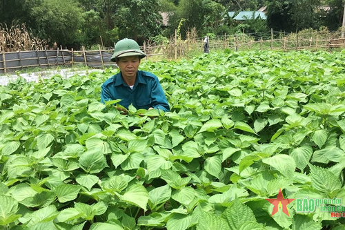 Chuyển đổi cây trồng mang lại hiệu quả