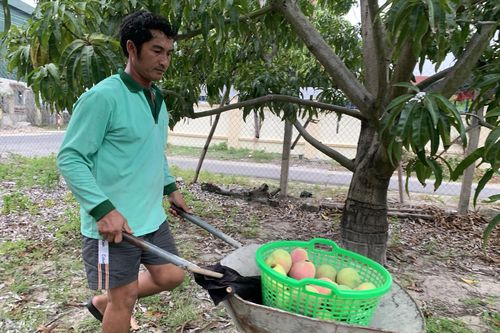 Xoài Úc rớt giá, dân không muốn thu hái