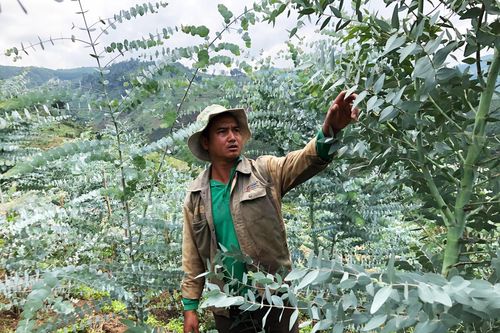 Phất lên nhờ cây đô la