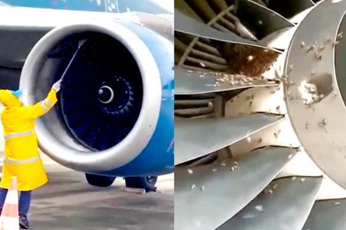 Chuyến bay từ Phú Quốc ra Hà Nội bị 'delay' 1 tiếng vì đàn ong trong động cơ