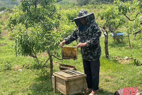 Phát triển bền vững nghề nuôi ong lấy mật
