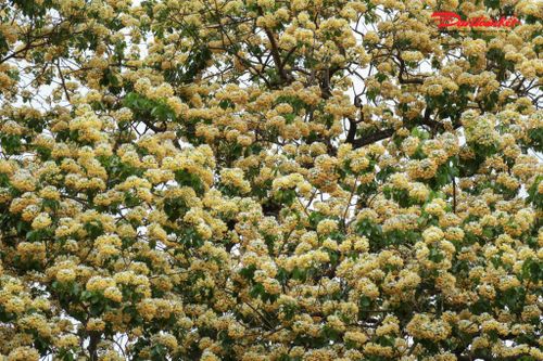 Hà Nội: Cây hoa Bún 300 tuổi 'báu vật' của làng Đình Thôn đang khoe sắc