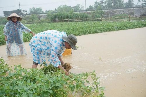Sở Nông nghiệp Quảng Nam bị yêu cầu kiểm điểm trách nhiệm