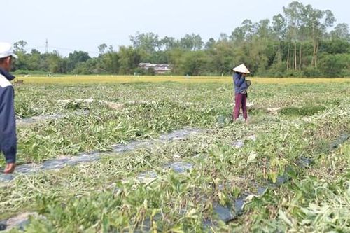 Yêu cầu Sở Nông nghiệp cùng 10 địa phương ở Quảng Nam kiểm điểm trách nhiệm