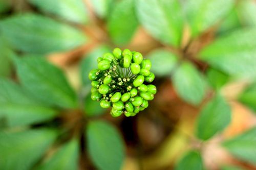 Có gì ở phiên chợ sâm Ngọc Linh Kon Tum lần đầu tổ chức?