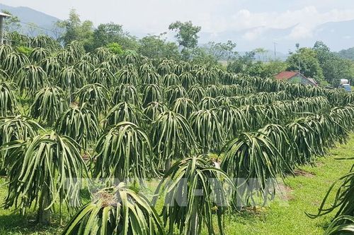 Tiền Giang đẩy nhanh cấp mã số vùng trồng cây ăn trái phục vụ xuất khẩu