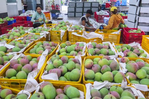 Giá xoài Úc rớt thảm chỉ còn 2.000-4.000 đồng/kg