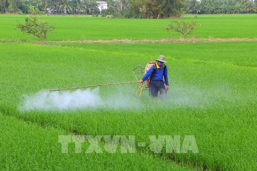 Theo dõi chặt tình hình sâu bệnh gây hại trên lúa Đông Xuân ở miền Bắc