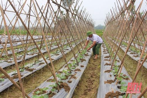 Hướng tới chuyển đổi cơ cấu cây trồng bền vững