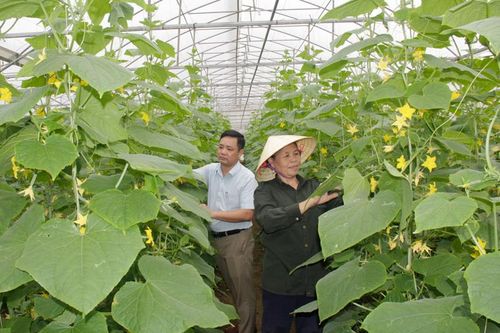Liên kết hợp tác xã để hình thành các chuỗi sản xuất