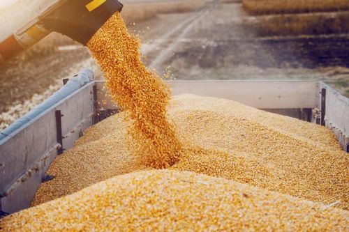 Giống cây trồng chỉnh sửa gen đầu tiên trên thế giới đang chờ cấp phép thương mại
