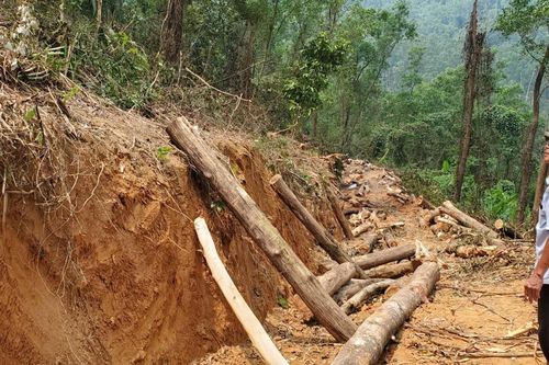 Thừa Thiên – Huế: Lợi dụng khai thác chặt luôn cây bản địa trong rừng phòng hộ