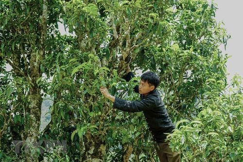 Ngắm rừng chè cổ thụ quý ở Điện Biên, chiêm ngưỡng Cây di sản Việt Nam