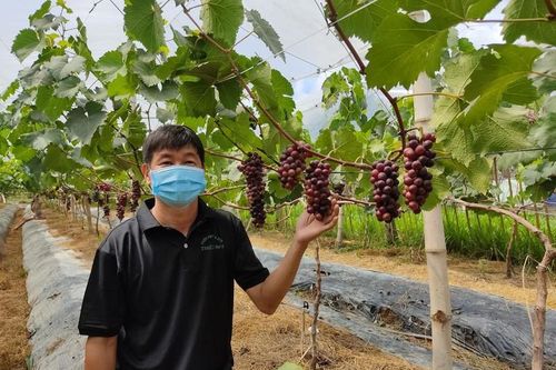 Anh nông dân Trà Vinh phát triển giống nho 'khó tính' tại vùng đất nhiễm mặn