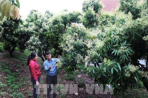 Bắc Giang phát triển 7 sản phẩm nông nghiệp chủ lực