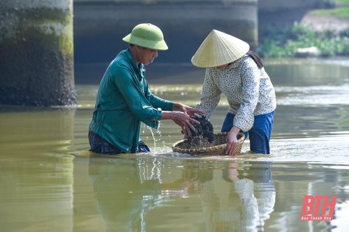 Nghề 'săn' thức ăn cho tôm hùm