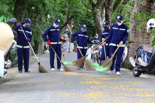 Những nữ công nhân làm đẹp vườn sưa ở Tam Kỳ