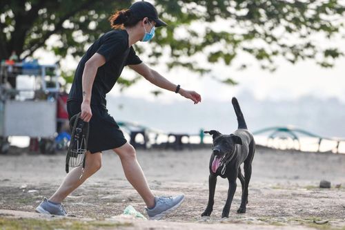 Sáng nào cũng thấy chó hàng xóm đi vệ sinh ở cửa nhà mình