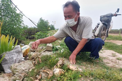 Hà Tĩnh: Xác định mẫu tôm nuôi quảng canh chết do dịch bệnh đốm trắng