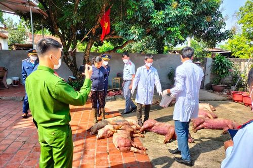 Phát hiện hơn 1 tấn thực phẩm nhiễm dịch tả lợn châu Phi