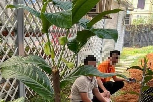 'Bạch Hải đường' ra giá 200 triệu, hạ xuống 30 triệu vẫn không ai hỏi mua