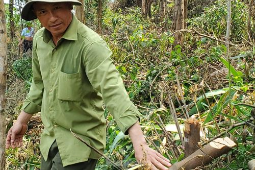 Vụ chặt nhiều cây rừng phòng hộ tại Huế: Từng bị lập biên bản vẫn 'làm liều'?