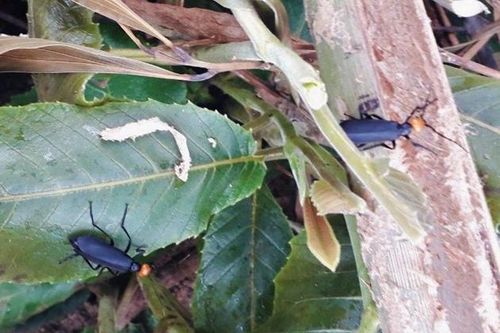 Ăn côn trùng lạ, 1 người tử vong, 2 người phải cấp cứu ở Gia Lai
