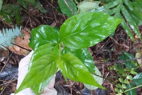 Lạng Sơn: Hái lá ngón về xào ăn, 9 người nhập viện