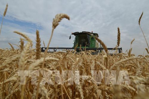 Hàn Quốc: Giá lúa mỳ nhập khẩu của Hàn Quốc cao kỷ lục trong hơn 13 năm