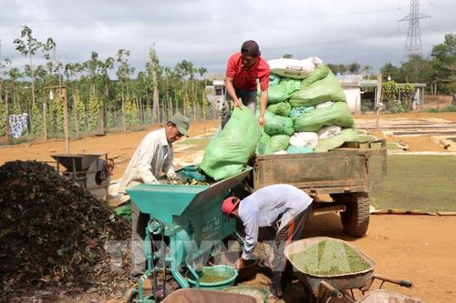 Đắk Nông ứng dụng công nghệ cung cấp thông tin thị trường nông sản