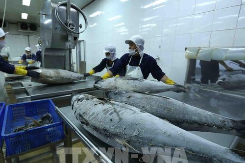 Indonesia chiếm 15% thị phần sản lượng cá ngừ thế giới