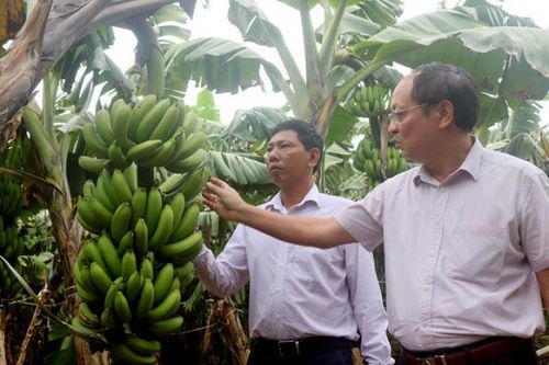 Liên kết với doanh nghiệp, hướng đi bền vững cho HTX ở Phú Thọ
