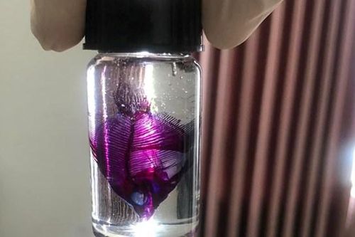 Hiện thực hóa ý tưởng 'hồi sinh' vẻ đẹp cho xác sinh vật