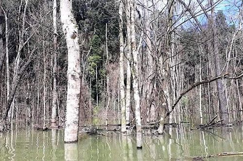 Thủy điện Thượng Kon Tum tích nước lòng hồ làm chết hơn 25ha rừng
