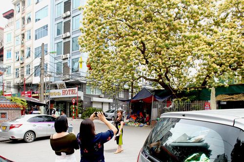 Cận cảnh cây hoa bún cổ thụ vàng rực, phủ kín cả góc phố khiến ai đi qua cũng phải trầm trồ