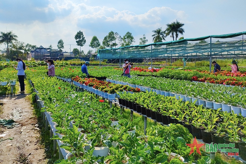 Tăng giá trị nông sản từ thực hiện tái cơ cấu nông nghiệp ở Đồng Tháp