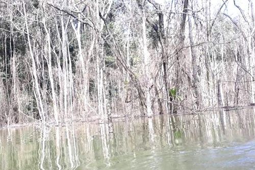 Kon Tum: Đề nghị công an điều tra vụ thủy điện tích nước làm chết hơn 25 hecta rừng