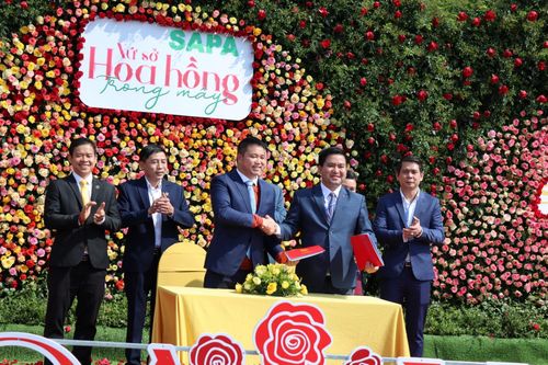 Sa Pa rợp trời hoa hồng trước mùa Lễ hội mùa hè