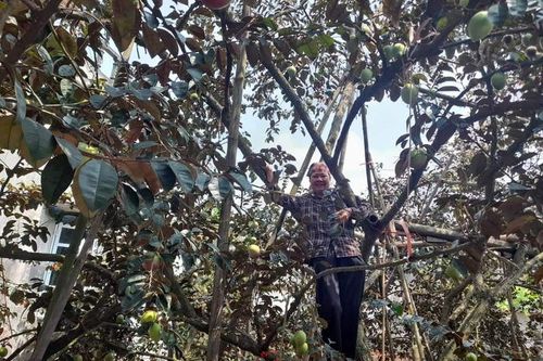 Phụ nữ Liên Hòa làm giàu nhờ cây vú sữa tím