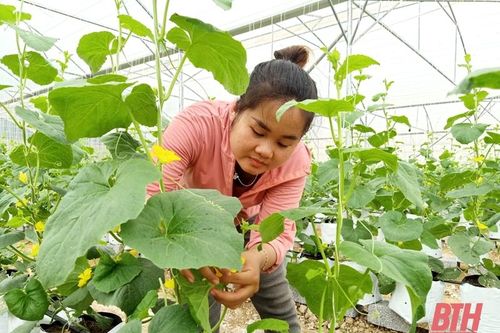 Xã Thọ Thanh nhân rộng các mô hình phát triển sản xuất