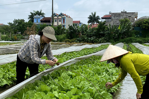 Thông qua hợp tác xã để tổ chức lại sản xuất nông nghiệp