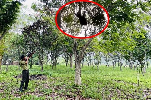 TPHCM: Khỉ đuôi lợn nặng 9kg bất ngờ tấn công phụ nữ, trẻ em