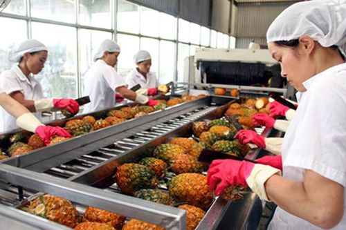 Việt Nam - Thị trường cung cấp rau củ lớn thứ 2 cho Đài Loan
