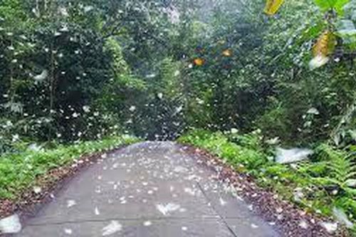 Tuần lễ Cúc Phương đại ngàn là điểm nhấn của du lịch Ninh Bình năm nay